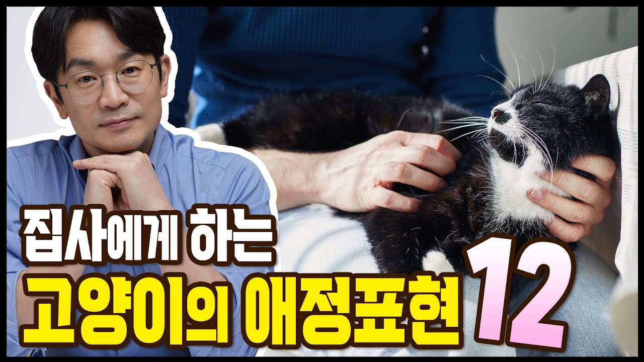 고양이가 여러분에게 하는 애정표현 12가지