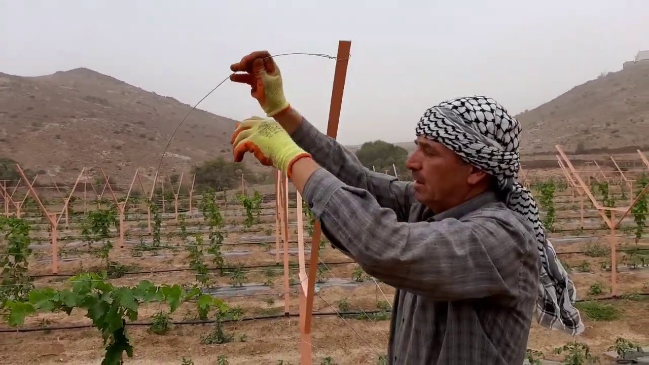 افضل طريقة لشد اسلاك تدعيمه حرف Y لأشجار العنب 2  .The way to tighten A-support wire for grape trees