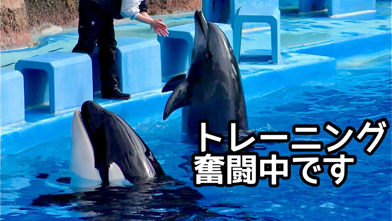 シャチとイルカと公開トレーニング風景です【名古屋港水族館】Orca Lynn-chan Dolphin Nagoya Aquarium 