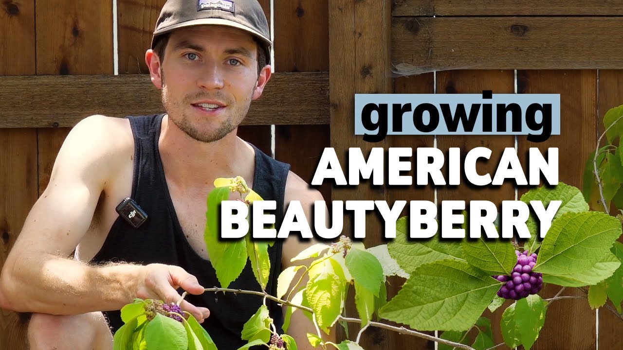 Grow American Beautyberry: Edible Berries, Mosquito Repellent, and Texas Tough