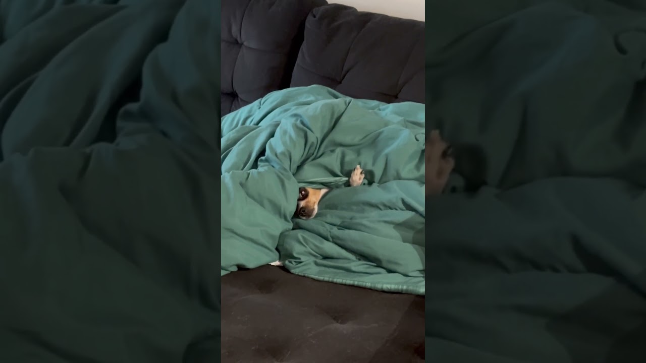 #morning #best #cute #chihuahua #IndicaBlue🩵 #familyvlog