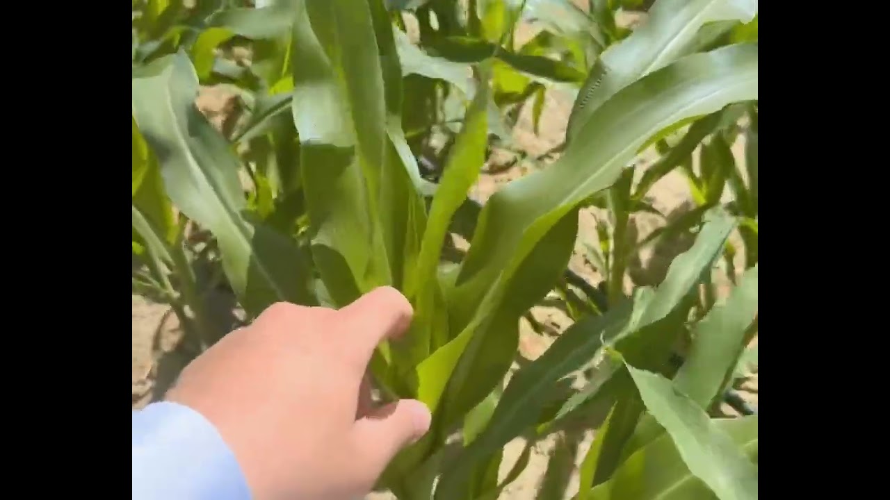 حقل الذرة في الاسبوع الثالث زراعة شهر ٩