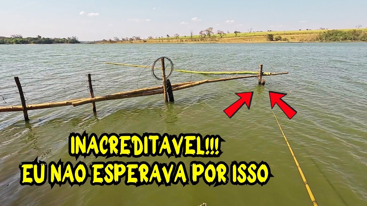 NÃO DÁ PRA ACREDITAR! Pescaria RAIZ, Os maiores estavam no pé do TOCO! Aqui tem muito peixe!