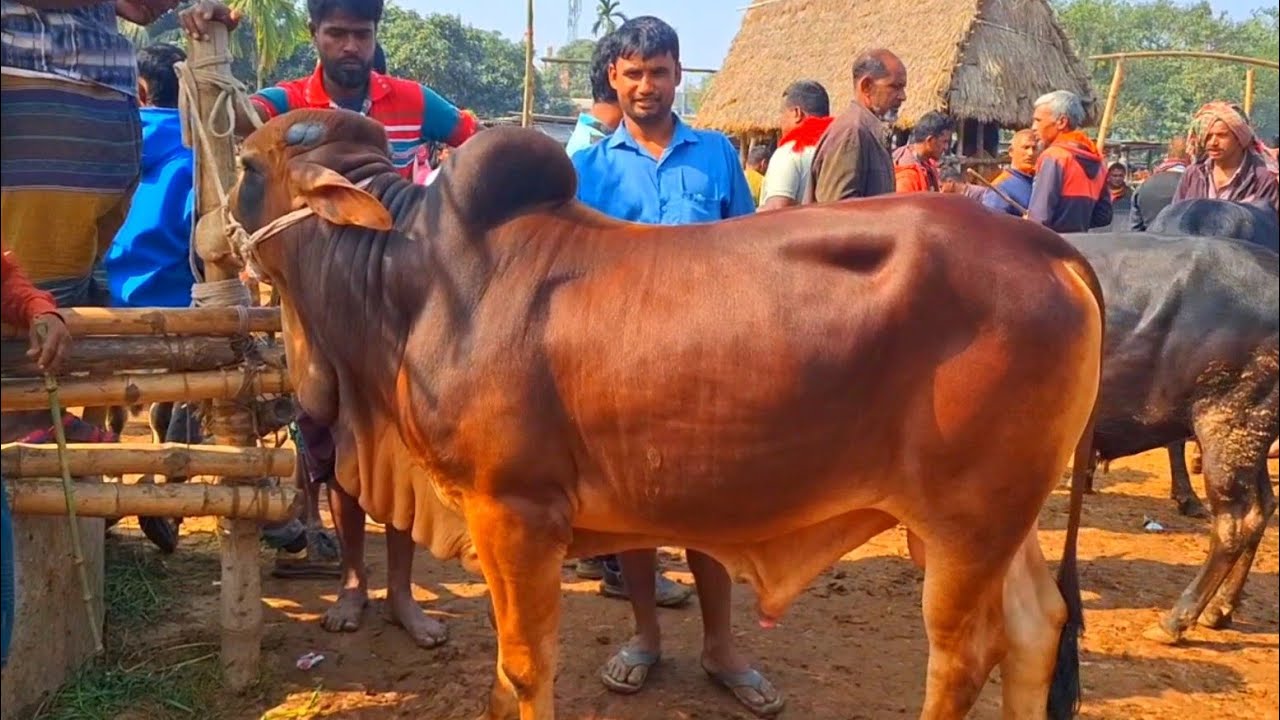 @আজ ১লা ফেব্রুয়ারি