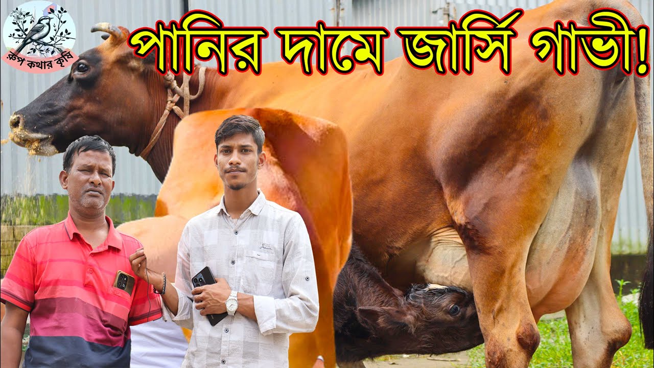 মামা মানেই পানির দামে গাভী! টাকা দিয়ে জাত গাভী কিনুন।জার্সির মেলা ২ লক্ষ৫ হাজারে ২০লিটার গ্যারান্টি
