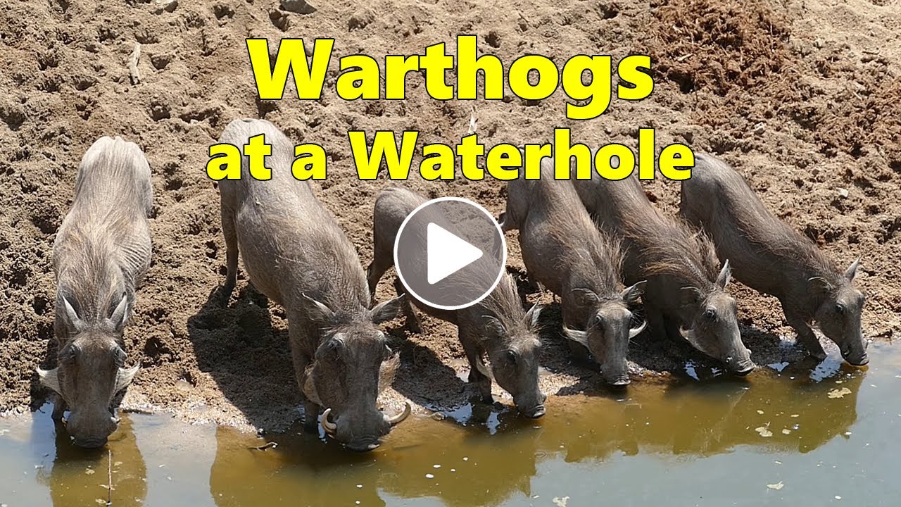 Warthogs at a Waterhole