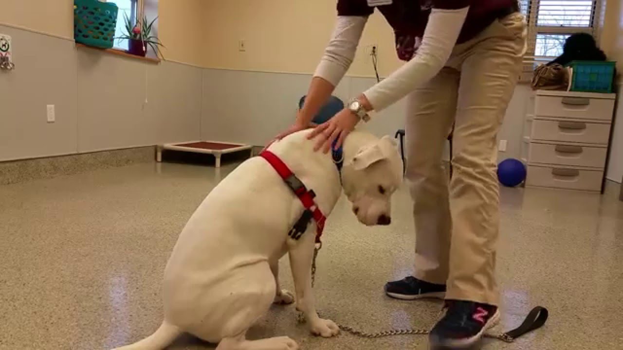 Wayside Waifs training: easy walk harness.