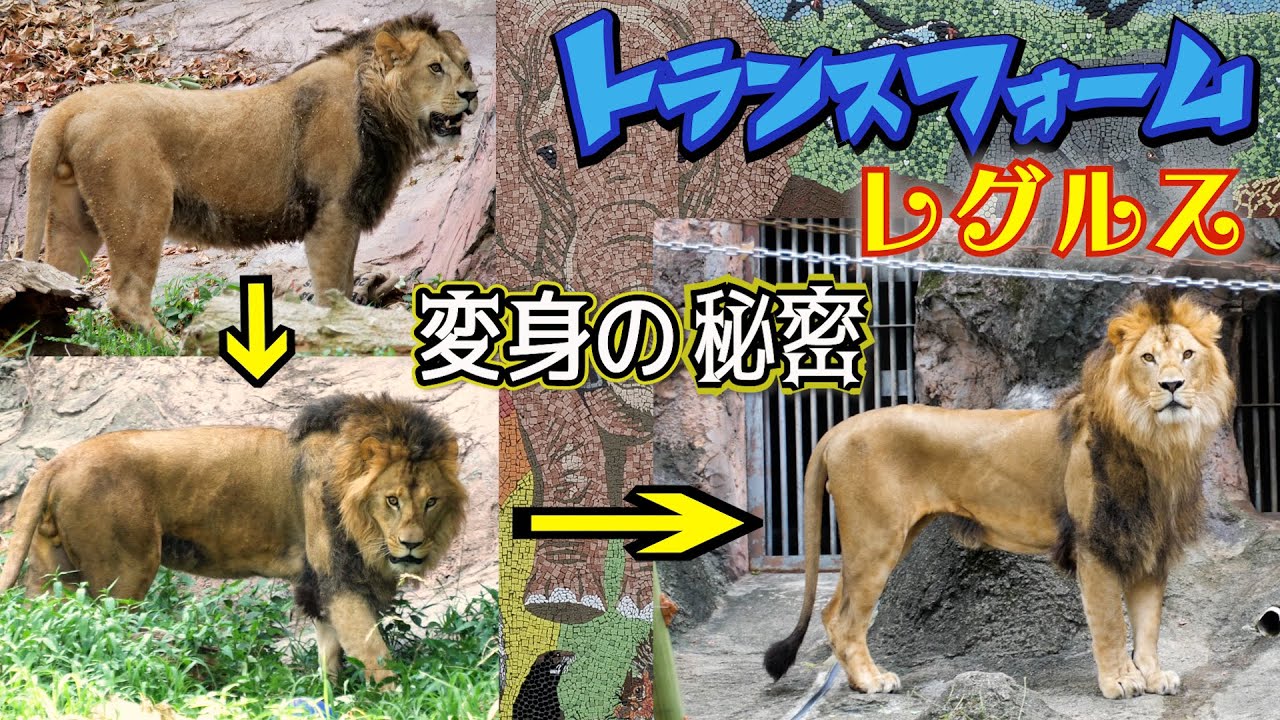 トランスフォームレグルス🦁変身の秘密☆HIGASHIYAMA ZOO LION