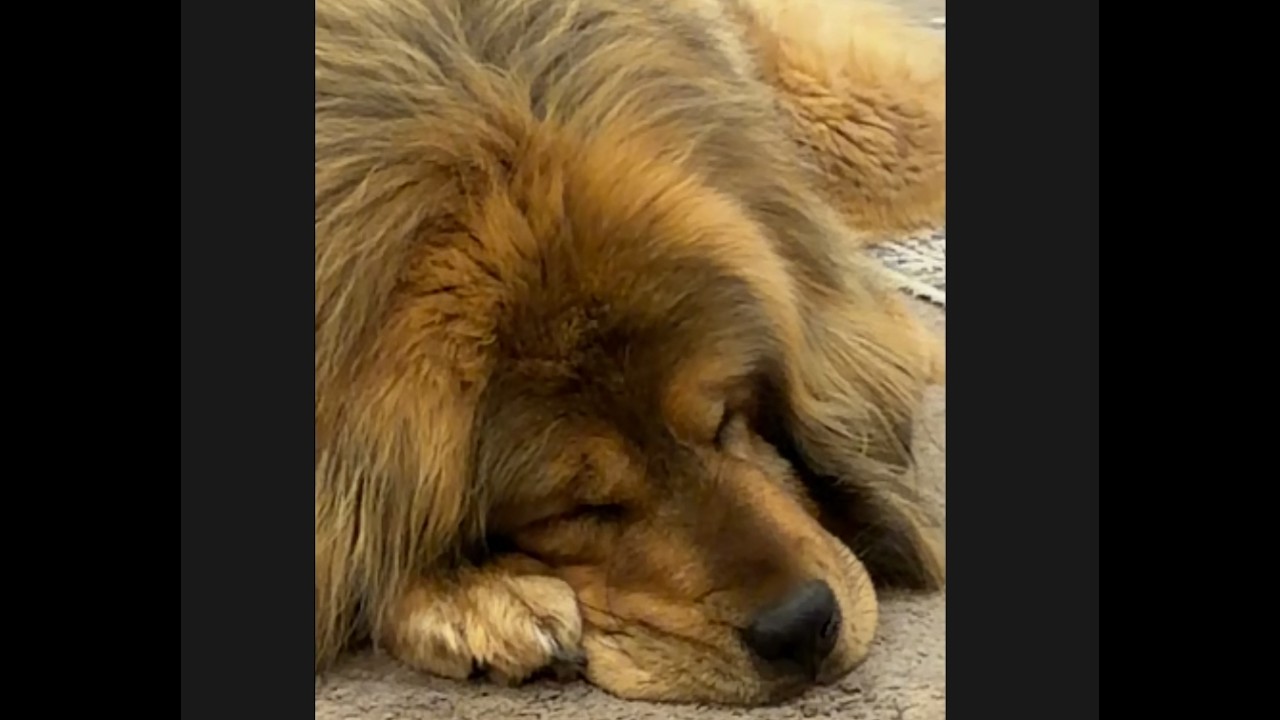 Tibetan Mastiff Sleep Stream Country Music Chat