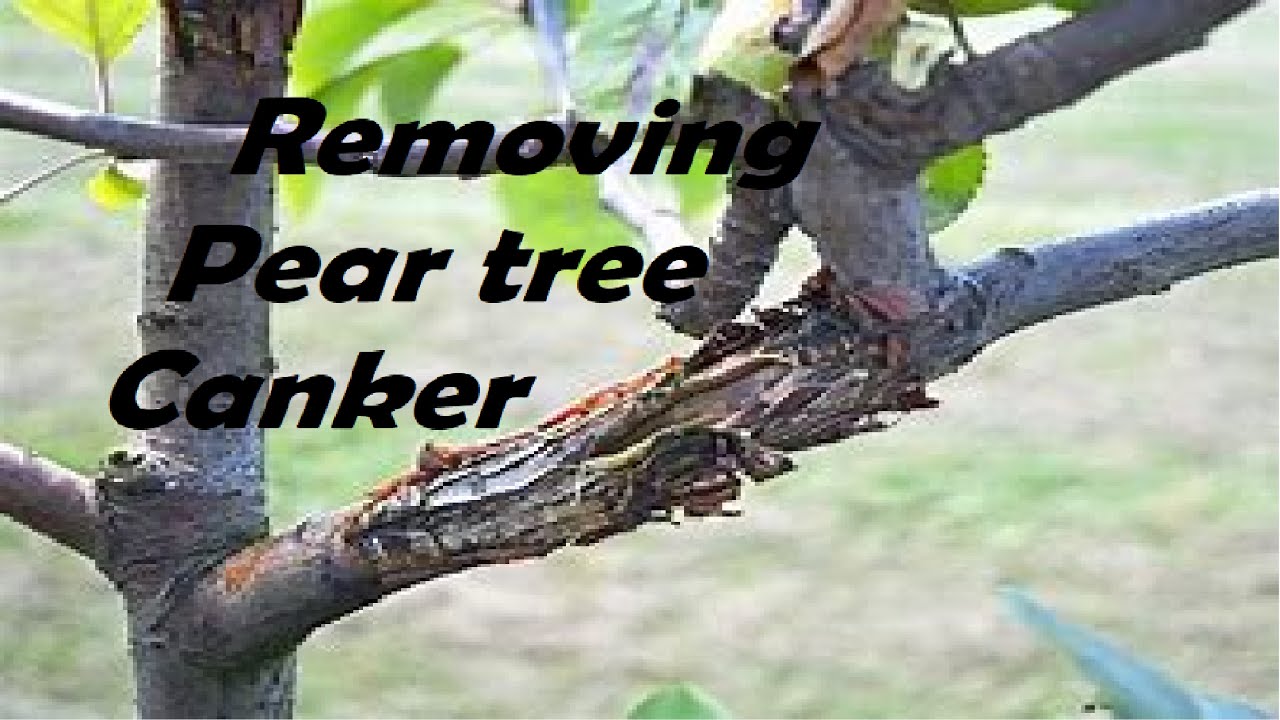 Fruit tree Canker treatment