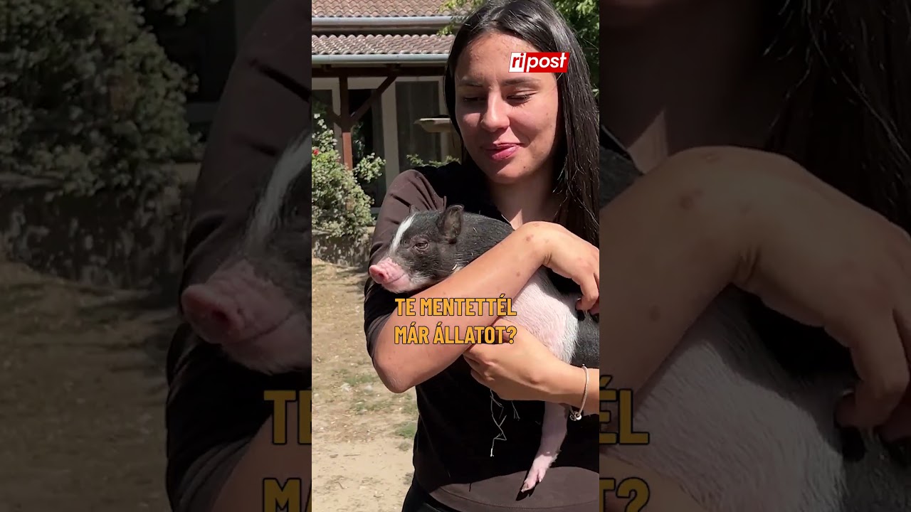 22 &eacute;ves l&aacute;ny vezeti a k&ouml;zel 3 hekt&aacute;ros parasztudvart #ripost #p&eacute;terparasztudvar #&aacute;llatment&eacute;s #farm