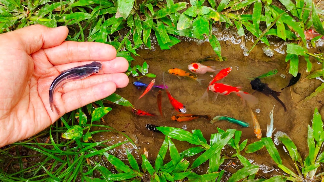 Wadidaw! Dapat ikan hiu besar, ikan cupang warna-warni, ikan-ikan kecil, ikan mas, ikan hias, lele,