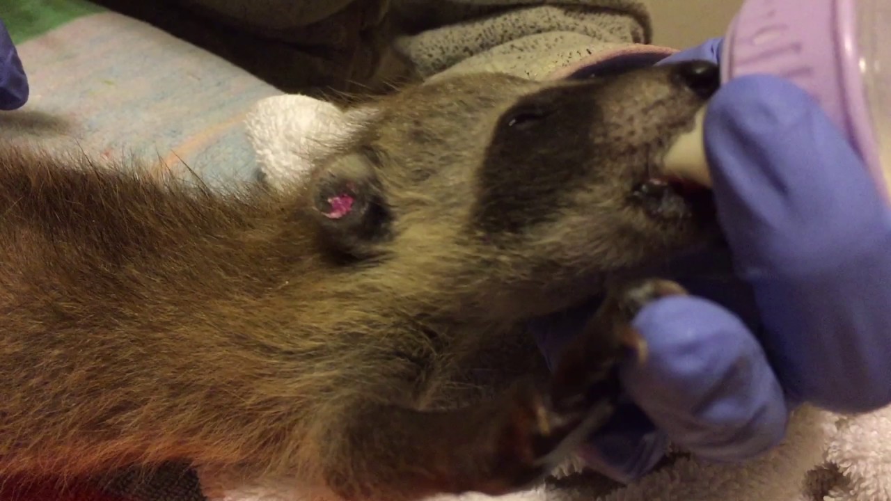 Three-week Old Baby Raccoon at WildCare