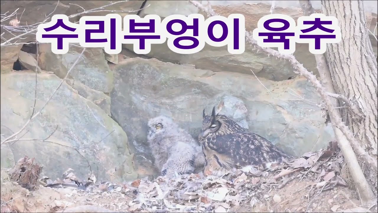 #수리부엉이#육추#펠릿