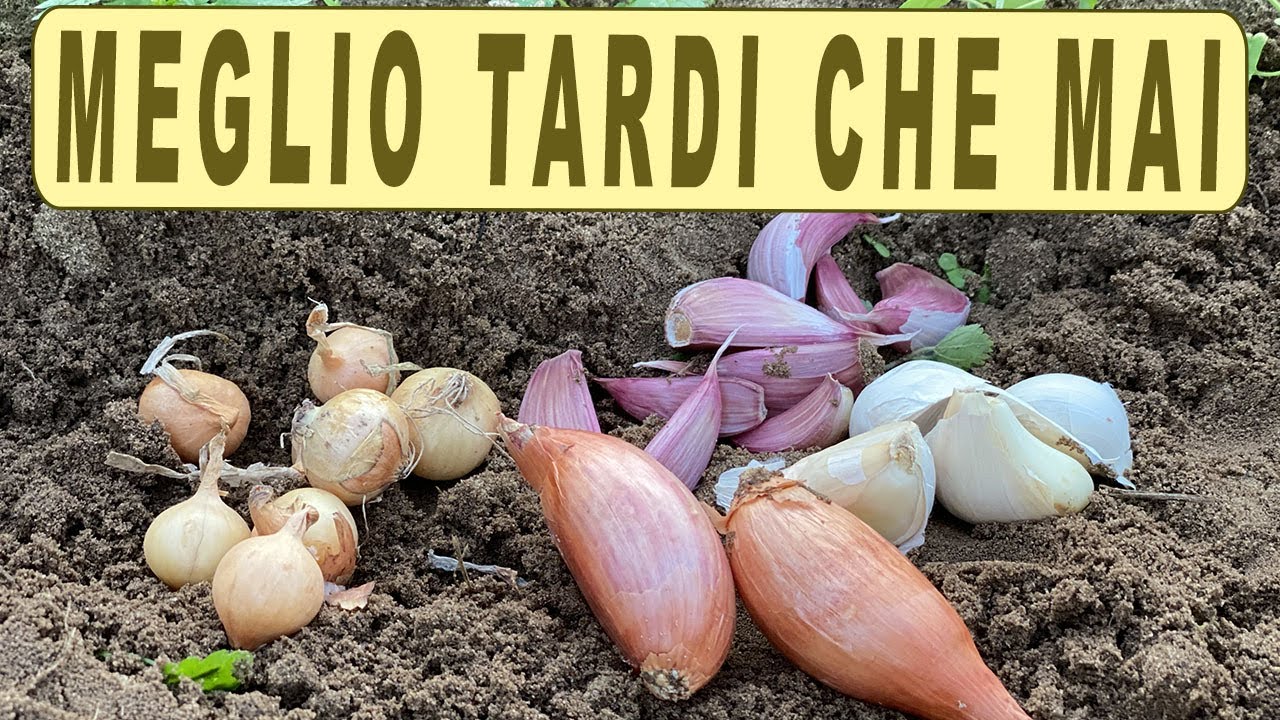 AGLIO, SCALOGNO e CIPOLLE ultime SEMINE!