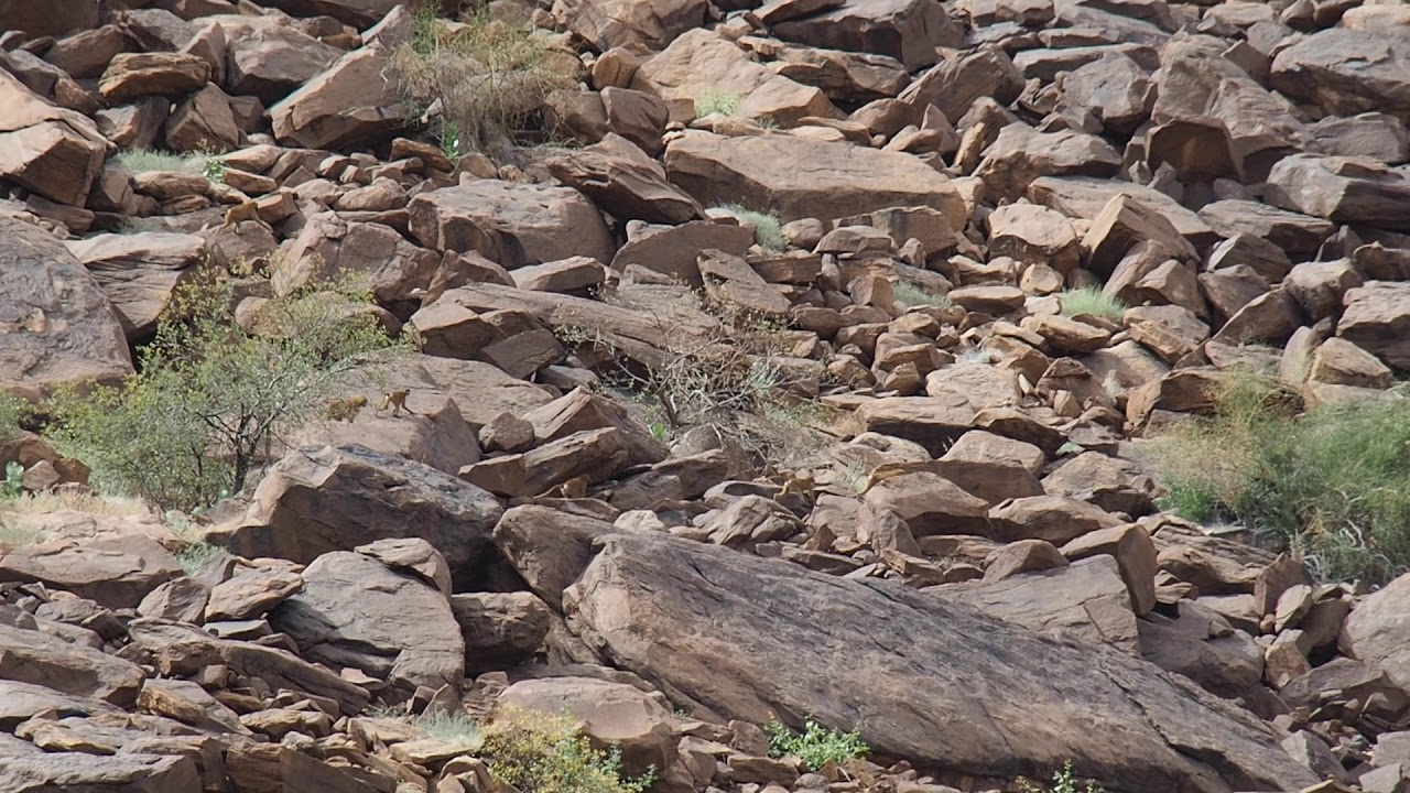 Guinea baboon (Papio papio) - Mauritania