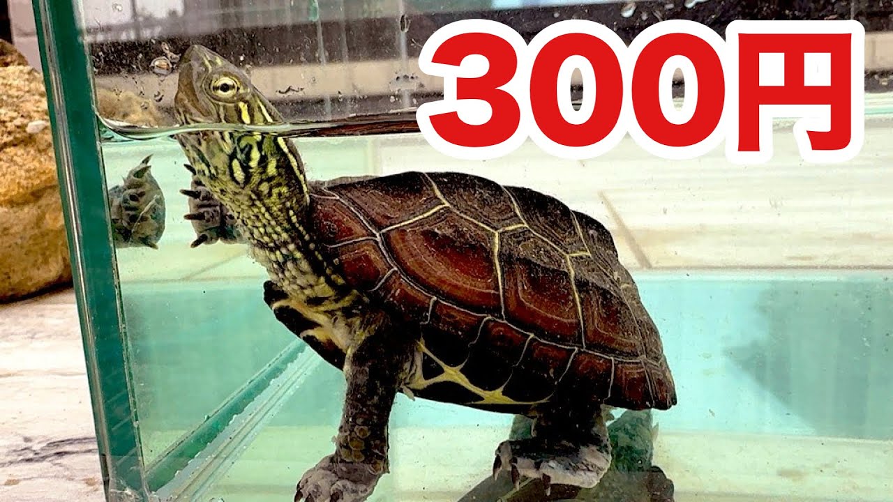 300円で可愛いクサガメの赤ちゃんを買いました。