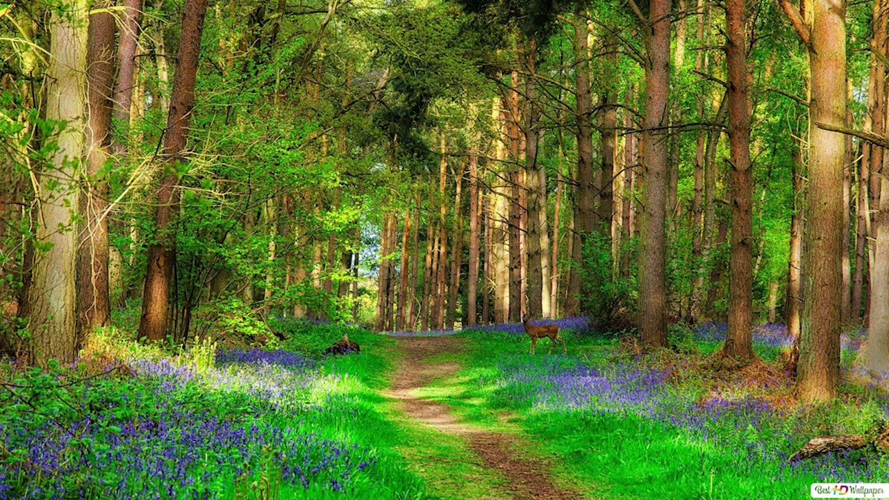 🌲 Ascolta i rumori del bosco suono rilassante della foresta ASMR aiuto per dormire relax zen
