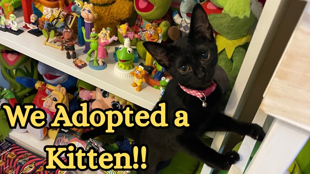 В нашей семье появилось новое пополнение!! | Мы взяли крошечного котенка! | Видеоблог выходного дня