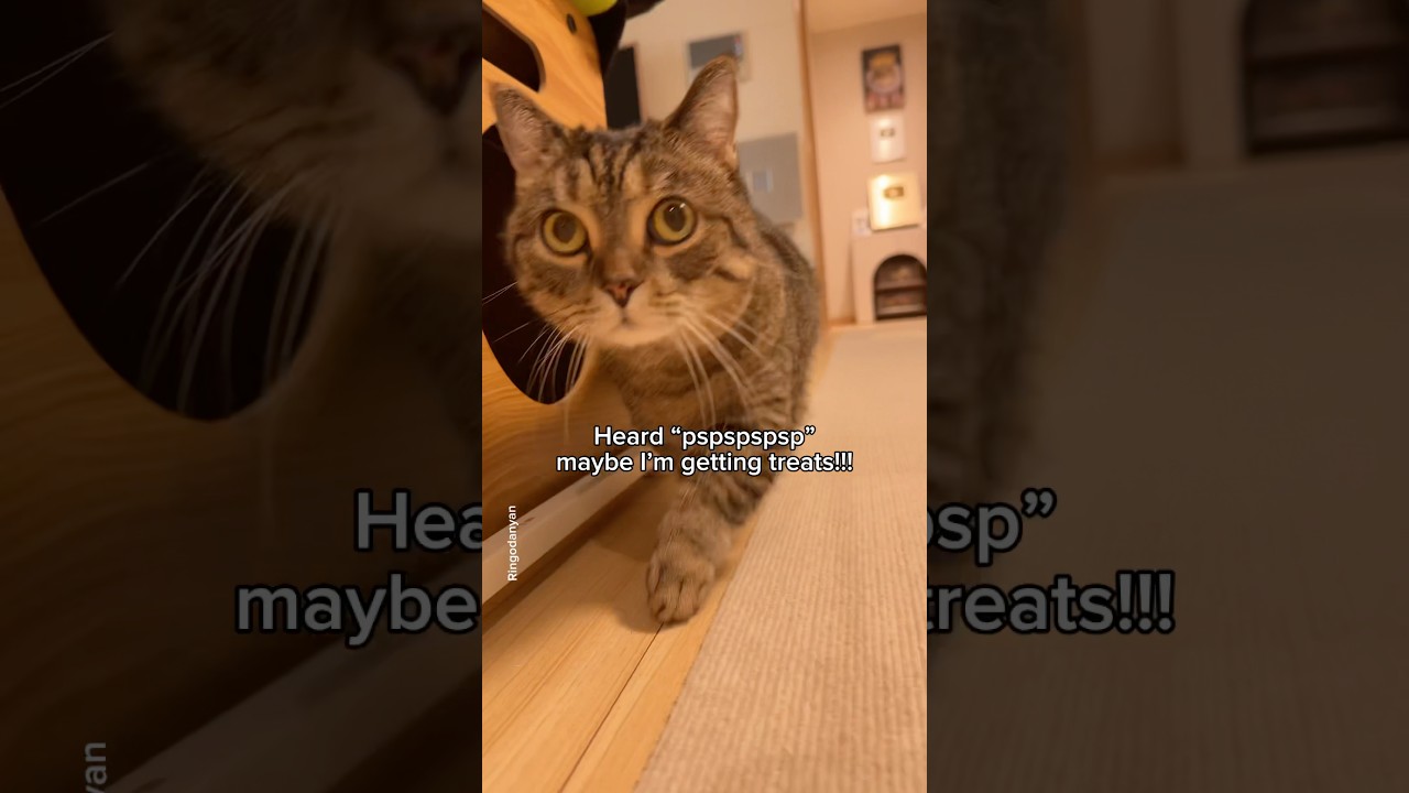 This is a total betrayal!😾 #shorts #cat #funny