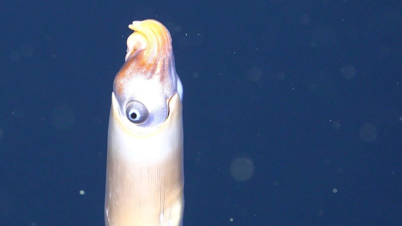 Northern Depths of the Great Barrier Reef - 4K ROV Highlights