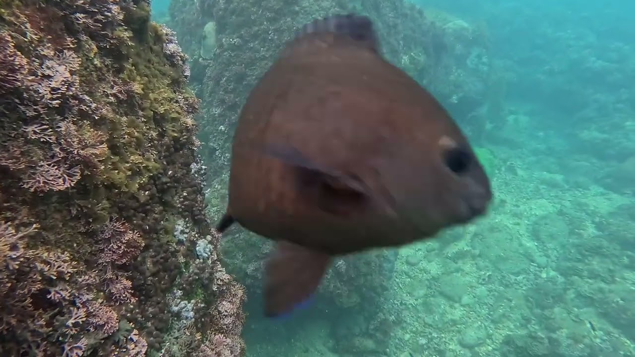 鼻頭角海底世界 浮潛篇