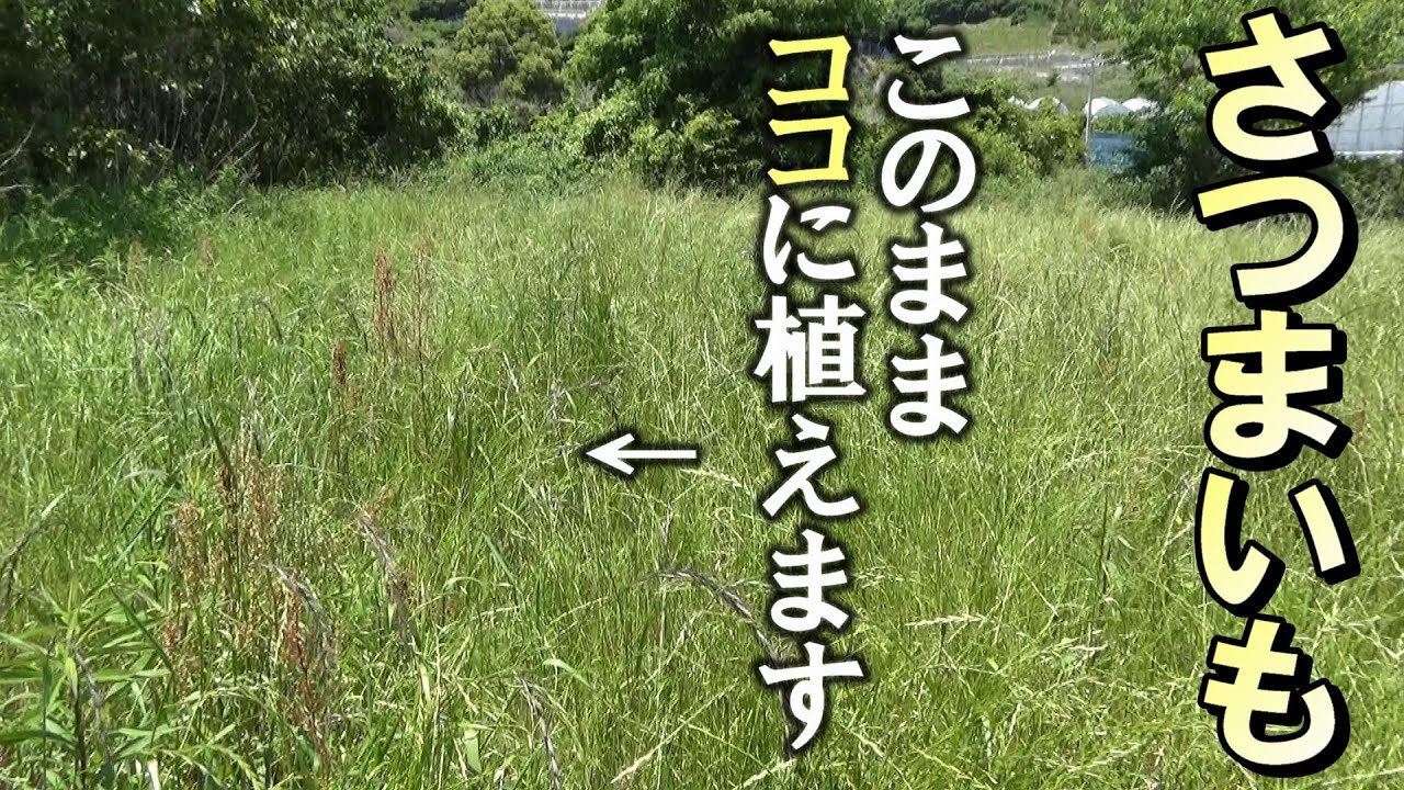 【自然農】さつまいもは草の中でも育ちます　2023年5月25日【natural farming】