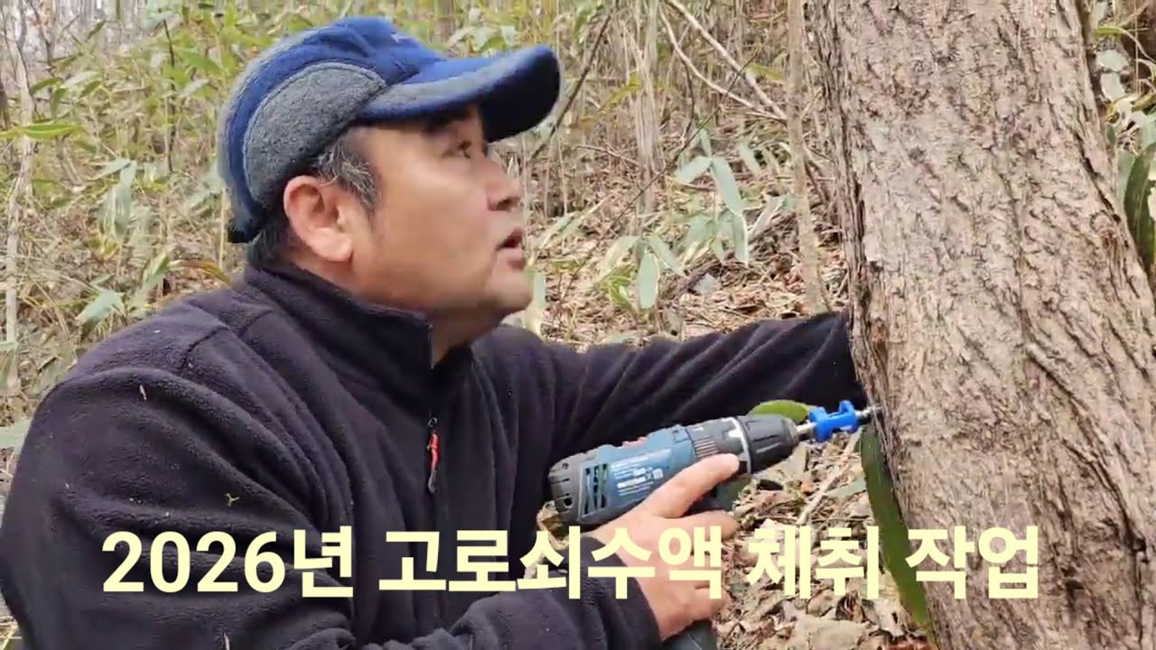 2026년 산골마을 소소한 이야기! 멘티 한송이가족과함케 고로쇠수액체취작업 체험 고로쇠작목반