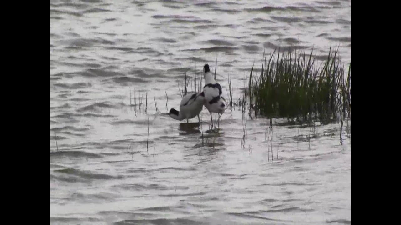 Mating Avocets