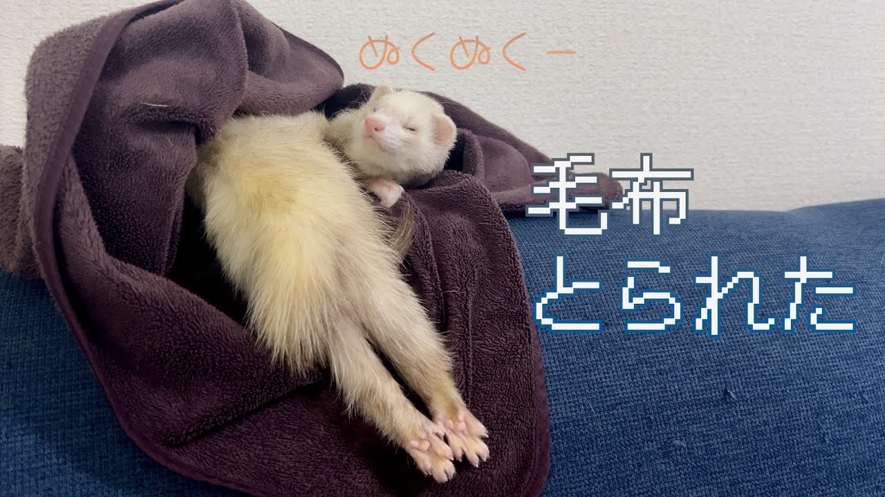 【さむい】フェレットって冬眠すんの？【ねむい】