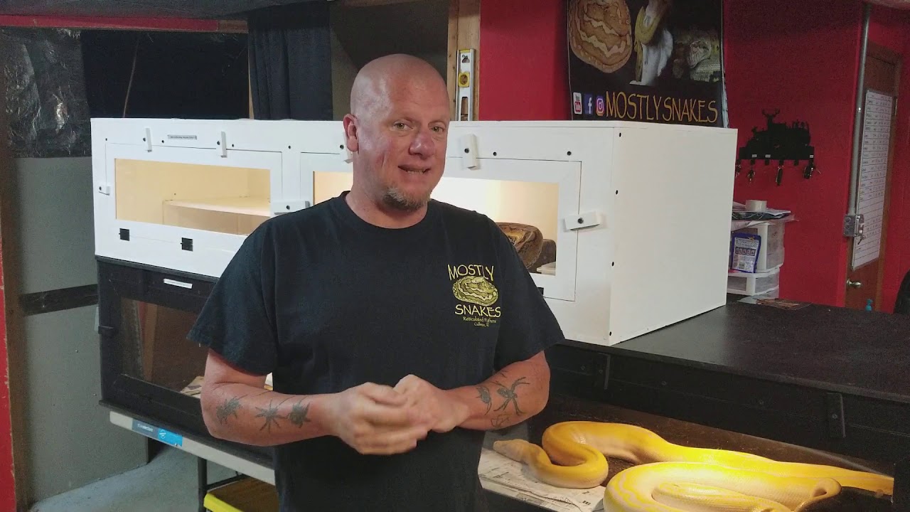 Basic Info Needed Prior to Breeding Reticulated Pythons.