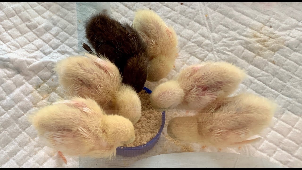 【姫うずら】ひよこ飼育環境　Chick rearing environment　【King quail】