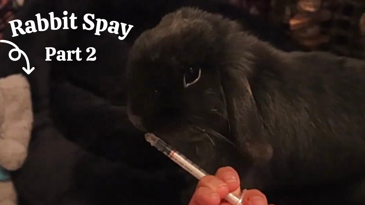 RABBIT SPAY | PART 2