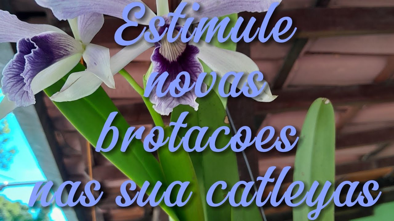 Como estimular novas brotaçoes na sua catleya 