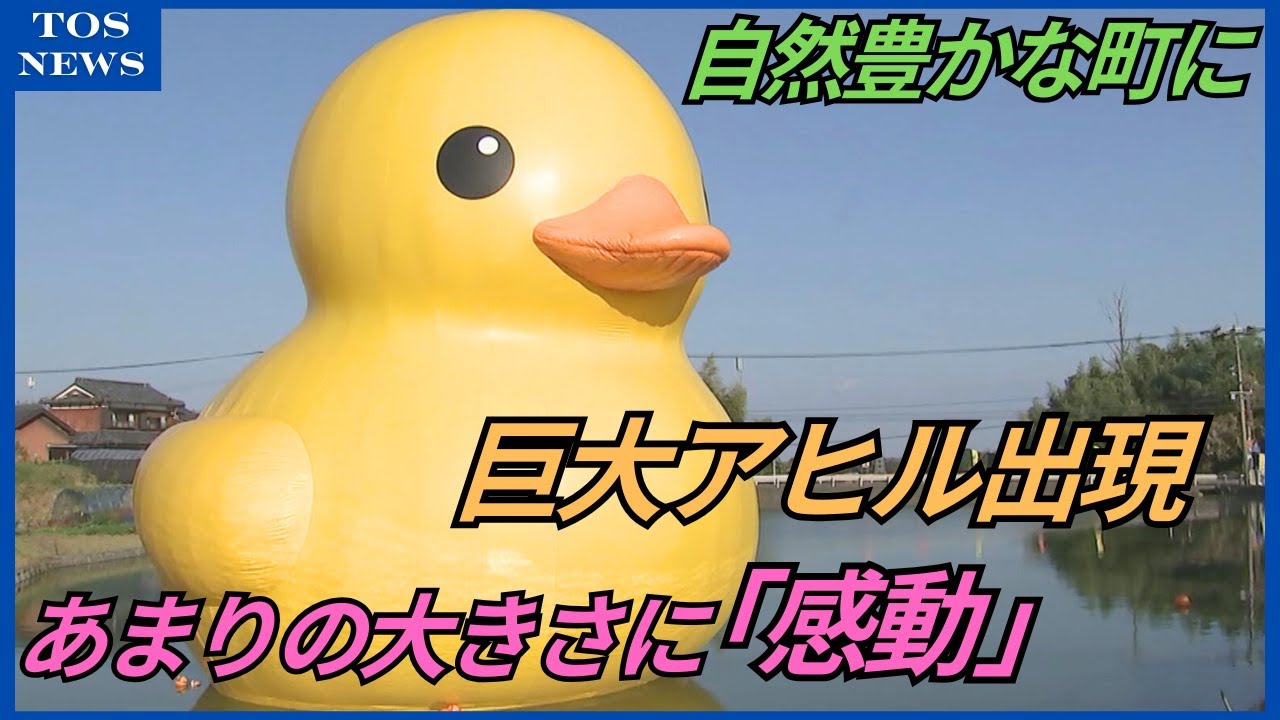 九州初　全長約11ｍの巨大アヒル登場に「思ったよりでかい、めっちゃでかい」夜はライトアップも　大分