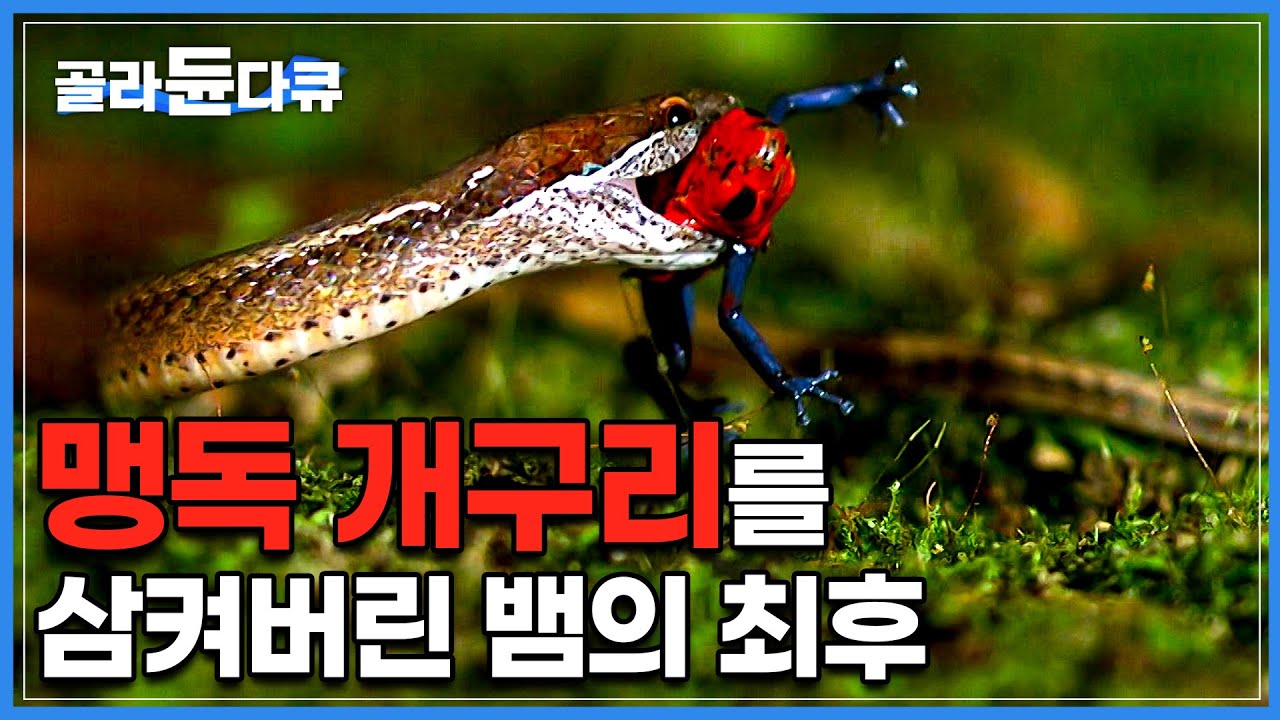맹독 개구리가 눈 앞에서 뛰어다니자, 유혹을 참지 못하고 삼켜버린 뱀의 최후│험난한 자연에서 몸을 지키기 위해 사람도 죽이는 맹독을 품은 '독화살 개구리'│#다큐프라임│#골라듄다큐
