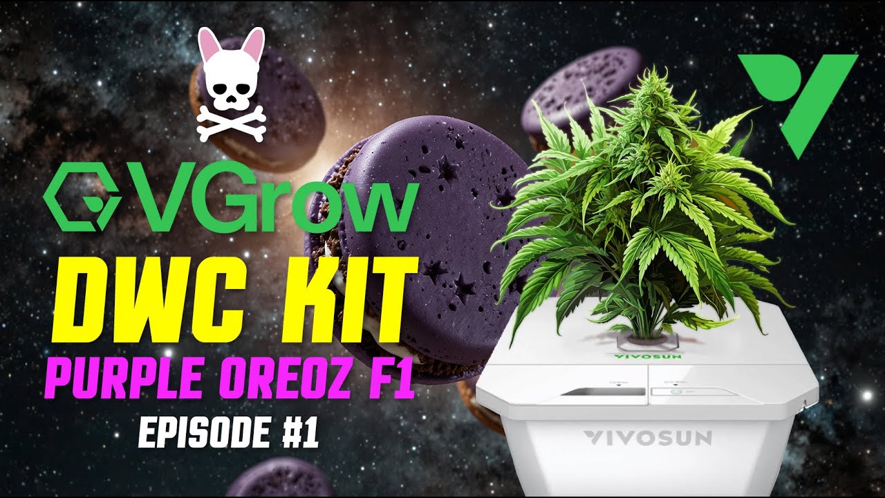 Purple Oreoz - VGrow - Vivosun - DWC - Deep Water Culture - Hydroponics Grow Kit - Available now!