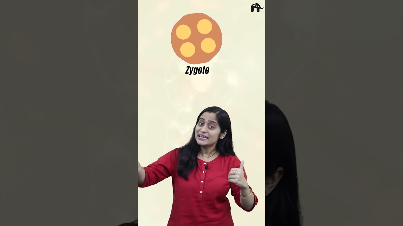 Cell cycle and Cell division Class 11 Bio ka Zabardast video by Roshni Mam 