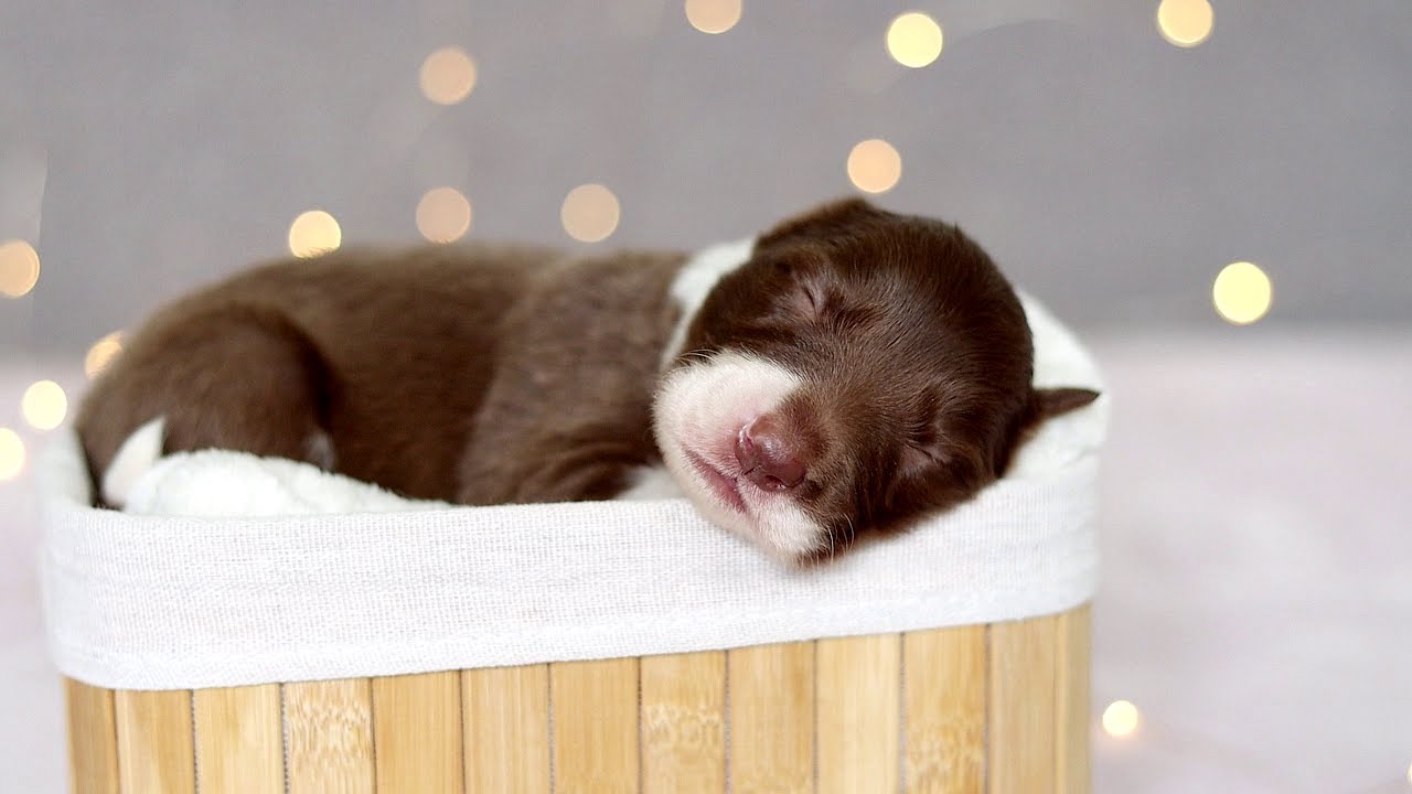 ♡ Justy X Fox puppies: 0-4 weeks! ♡  Allstar Paws 