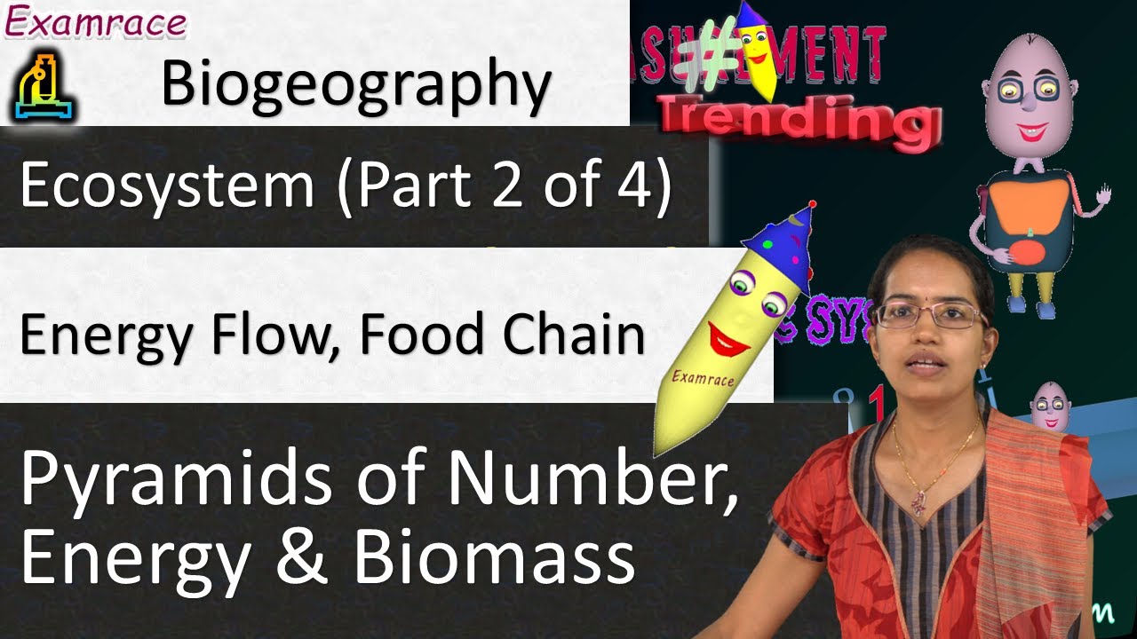 Ecosystem: Energy Flow, Food Chain, Pyramids of Number, Energy & Biomass (Part 2 of 4) - Examrace
