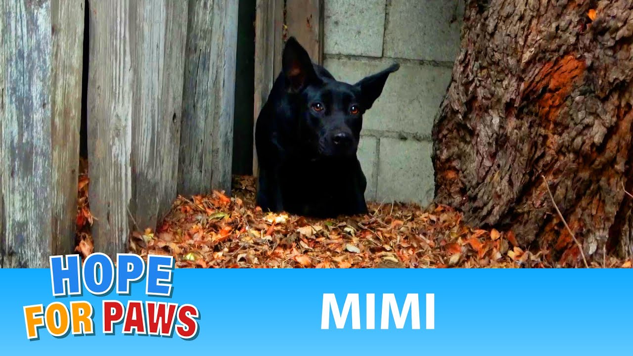 Homeless dog goes underground to avoid being captured! 😱 #dogrescue