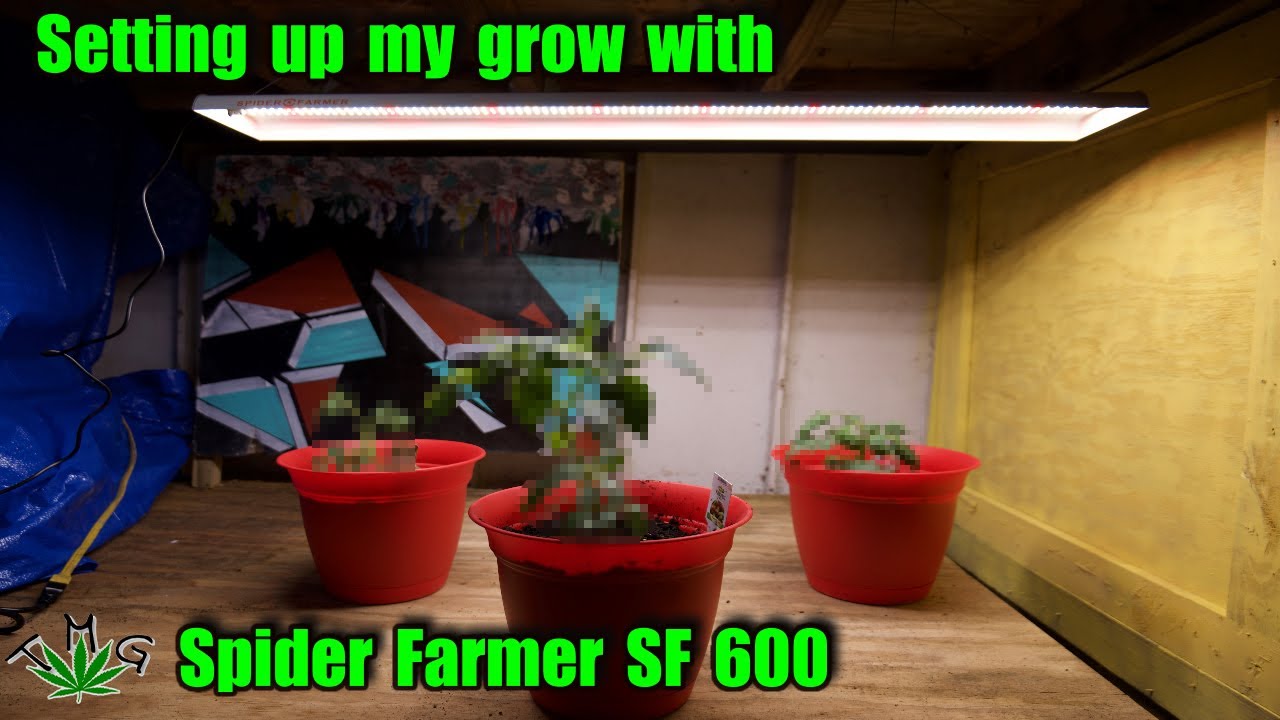Transforming My Grow Space With The Spider Farmer Sf 600!