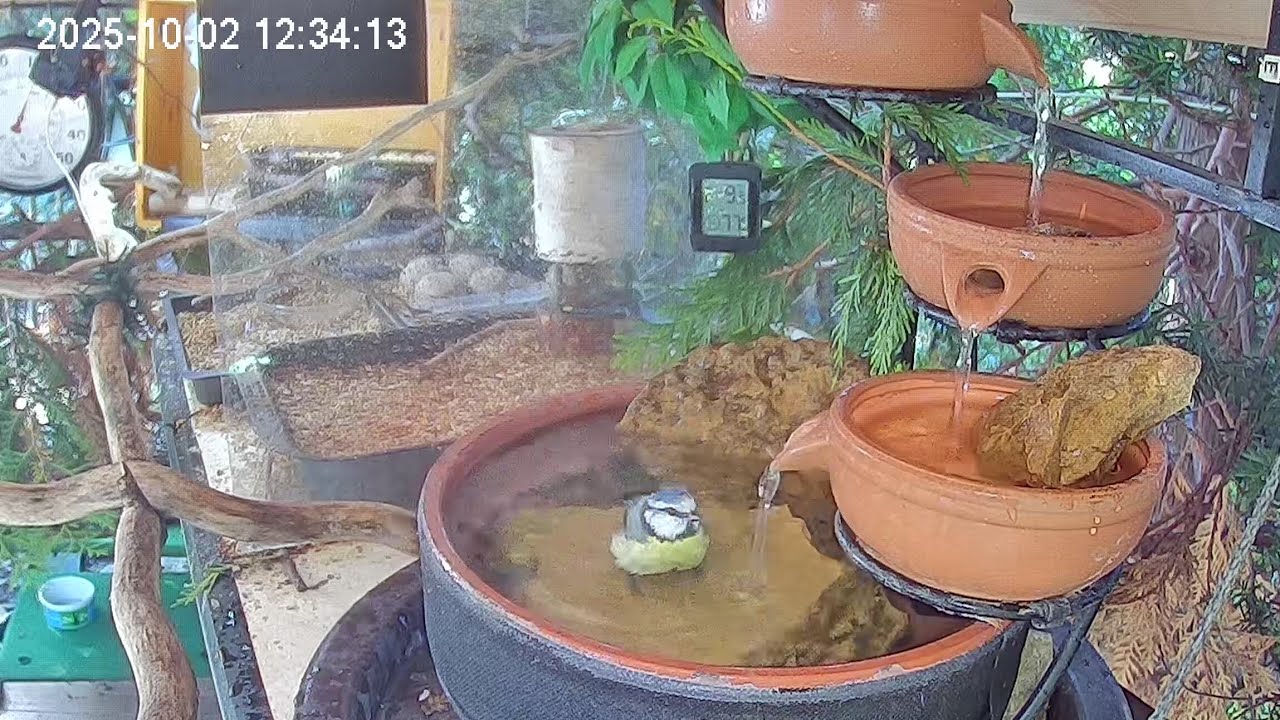 Später Vormittag, mittags, die Meisen baden am Vogel-Spa (02.10.2025)