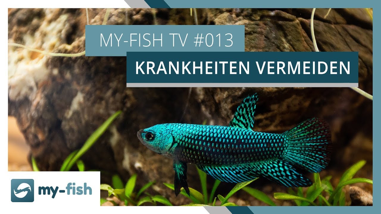 So vermeidest du Fischkrankheiten in deinem Aquarium | my-fish TV