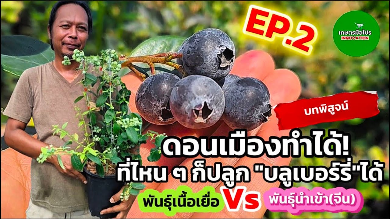 EP. 2 ดอนเมืองทำได้! ที่ไหน ๆ ก็ปลูกบลูเบอร์รี่ได้