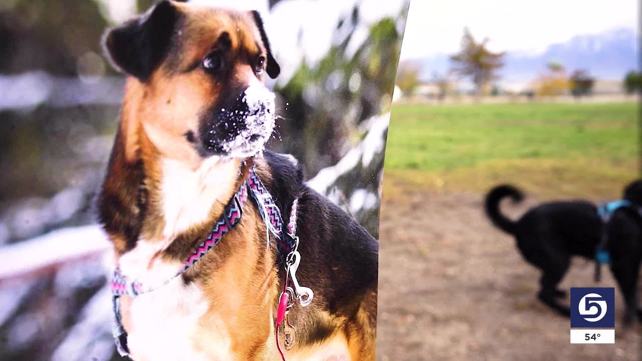 Dog&rsquo;s death at Utah training program prompts calls for state oversight