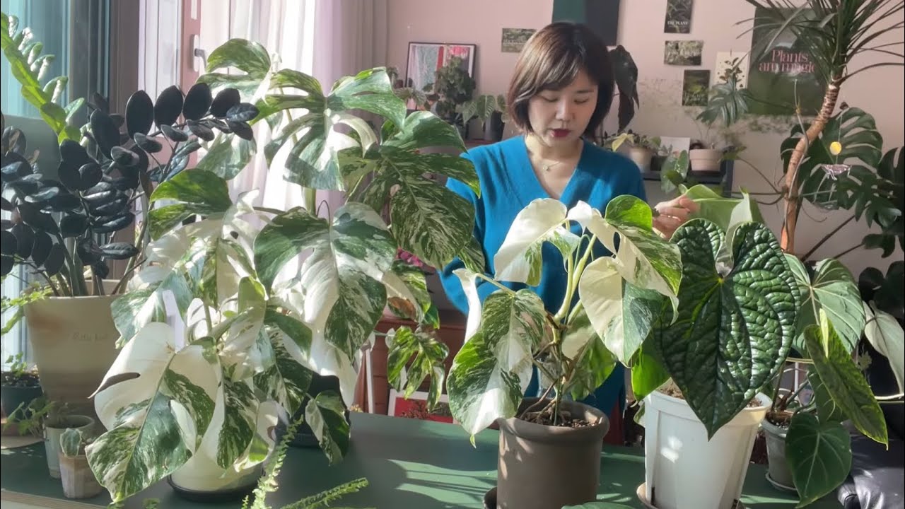 Полное руководство по выращиванию легкого в выращивании растения Monstera albo, включая температу...