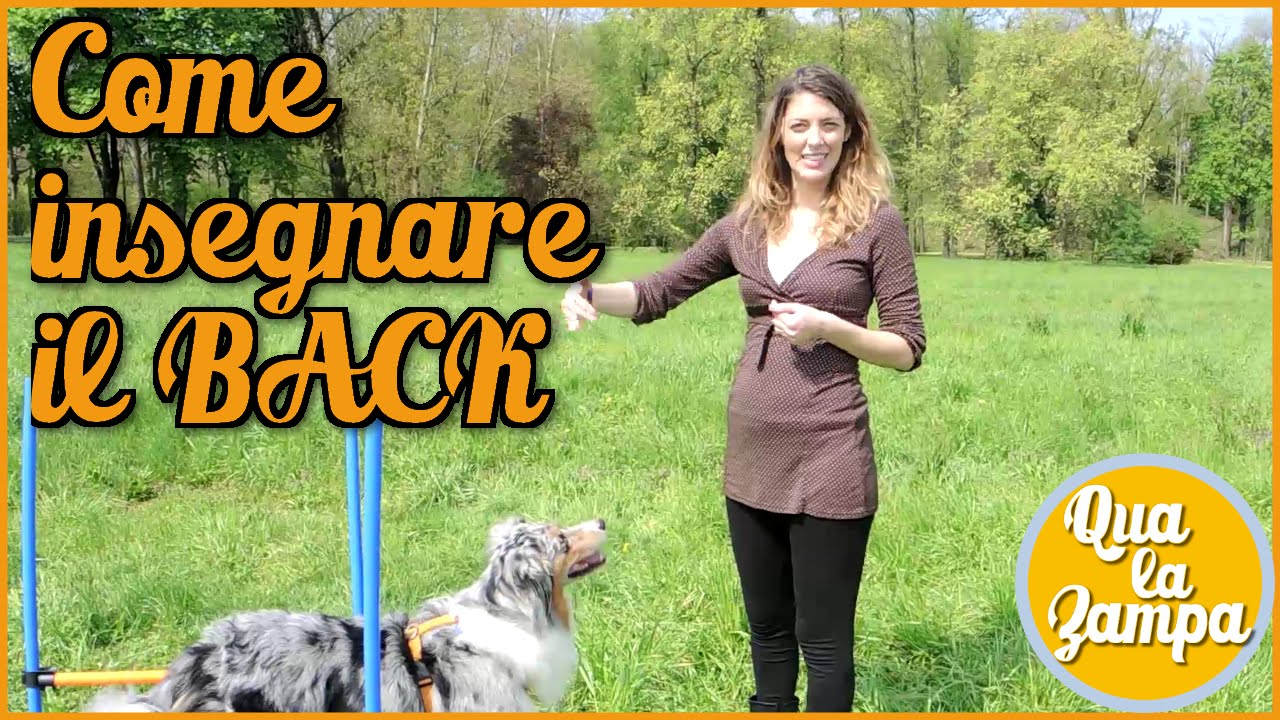 Come insegnare il BACK - Addestramento Educazione cani n° 18 | Qua la Zampa