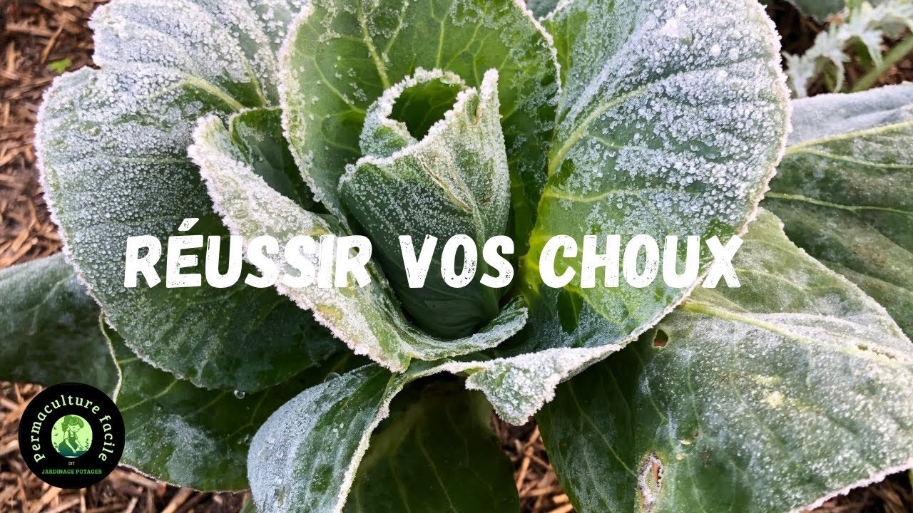 Les choux 🥬 au potager bio