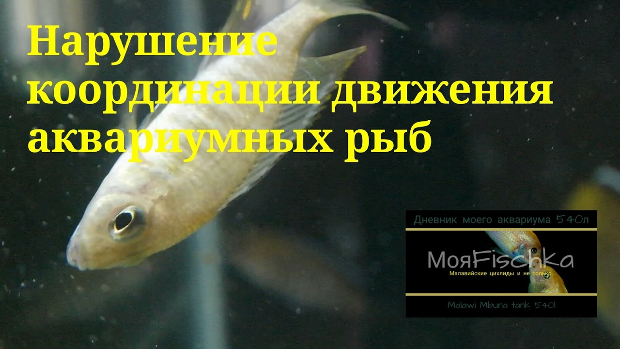 Нарушение координации движения у аквариумных рыб. Малавийские цихлиды